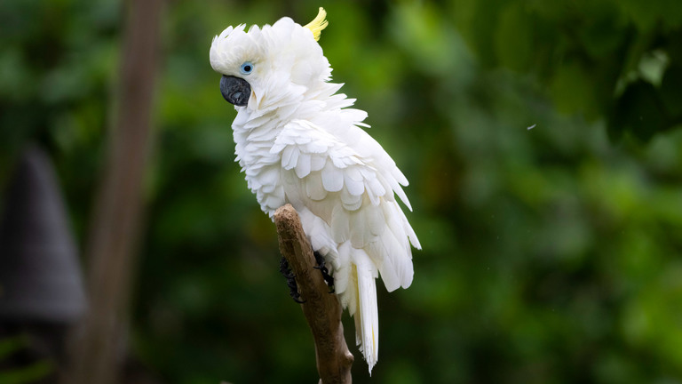 Parrots