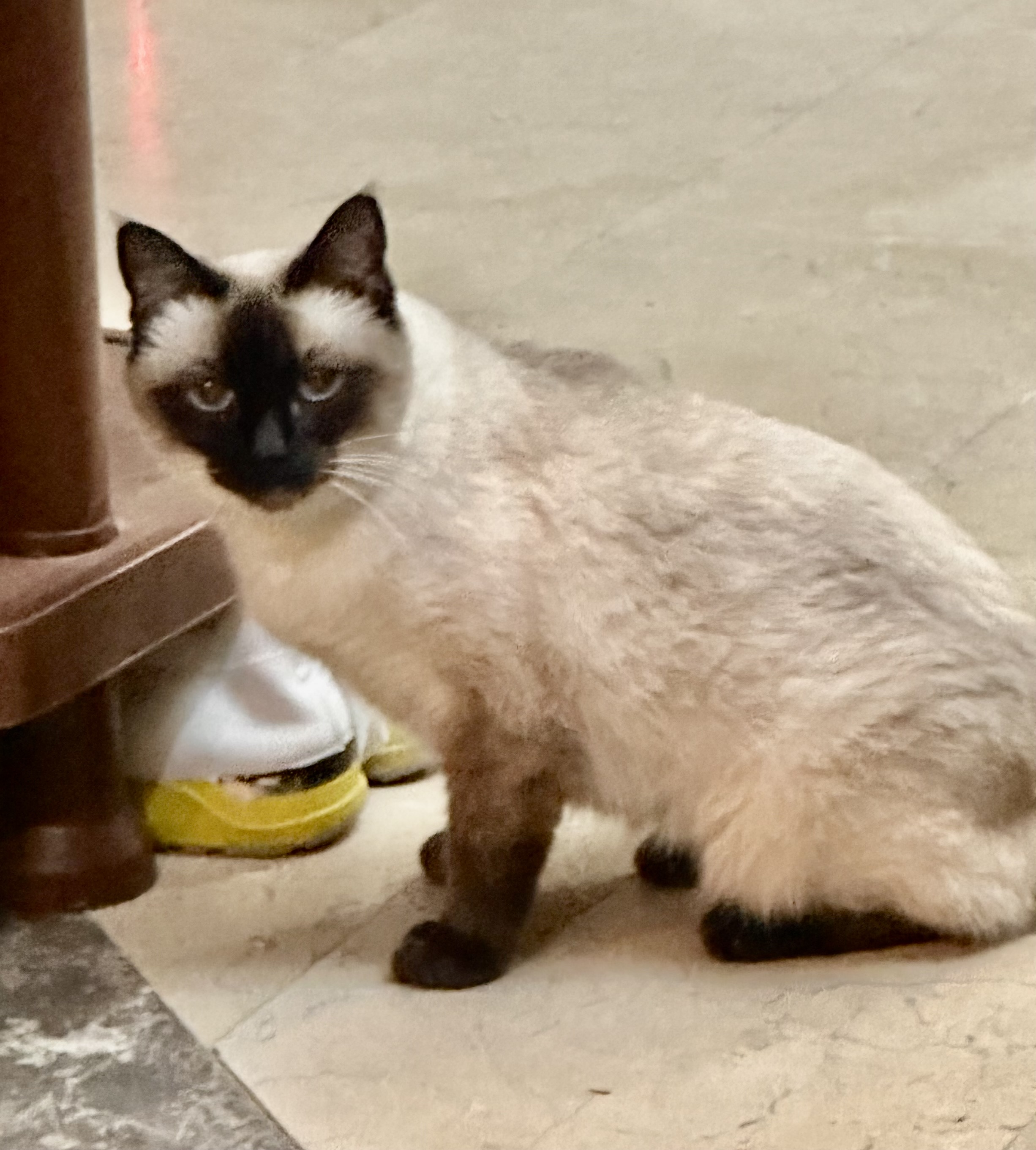 Siamese Female Cat