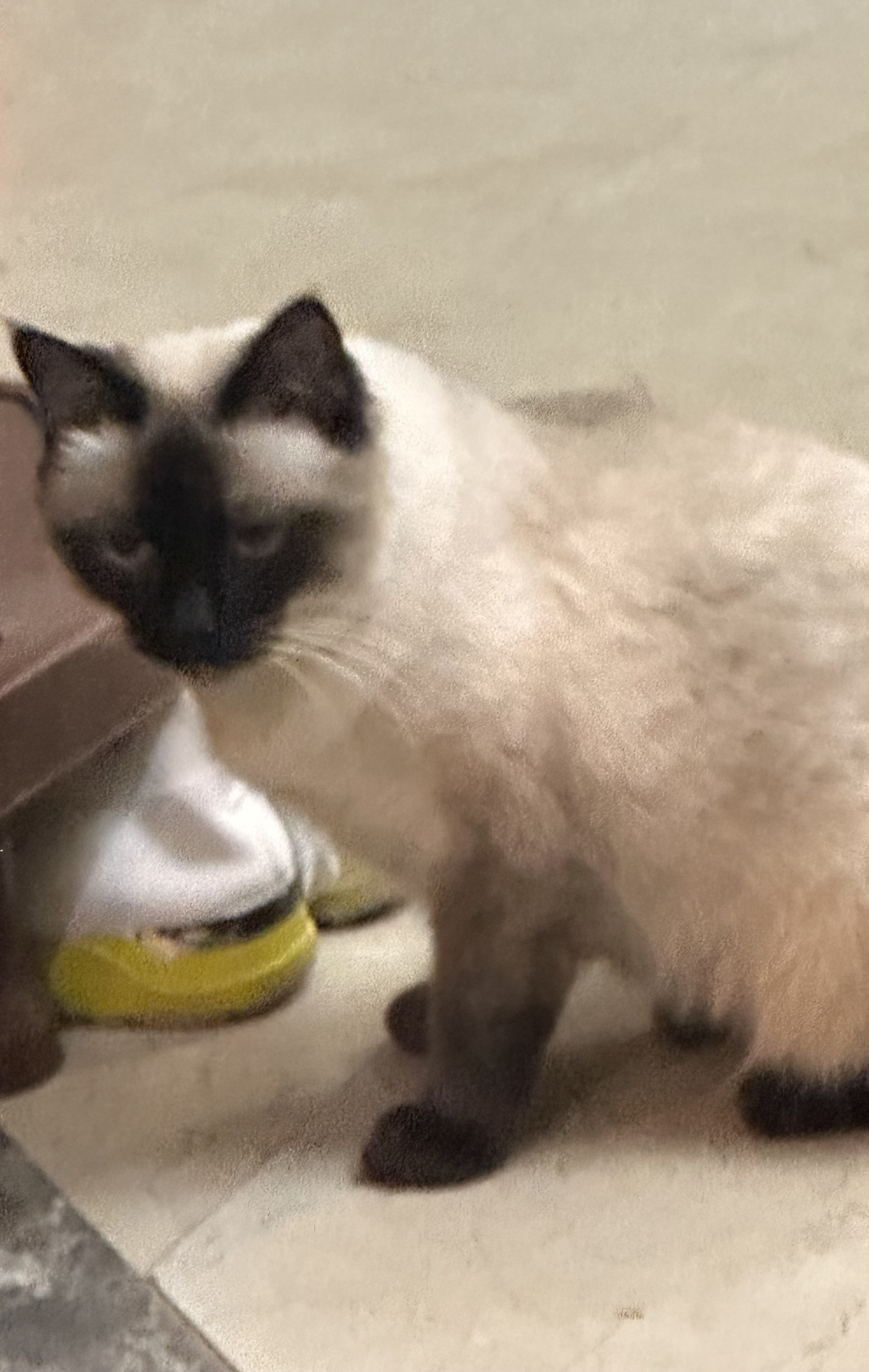 Siamese Female Cat