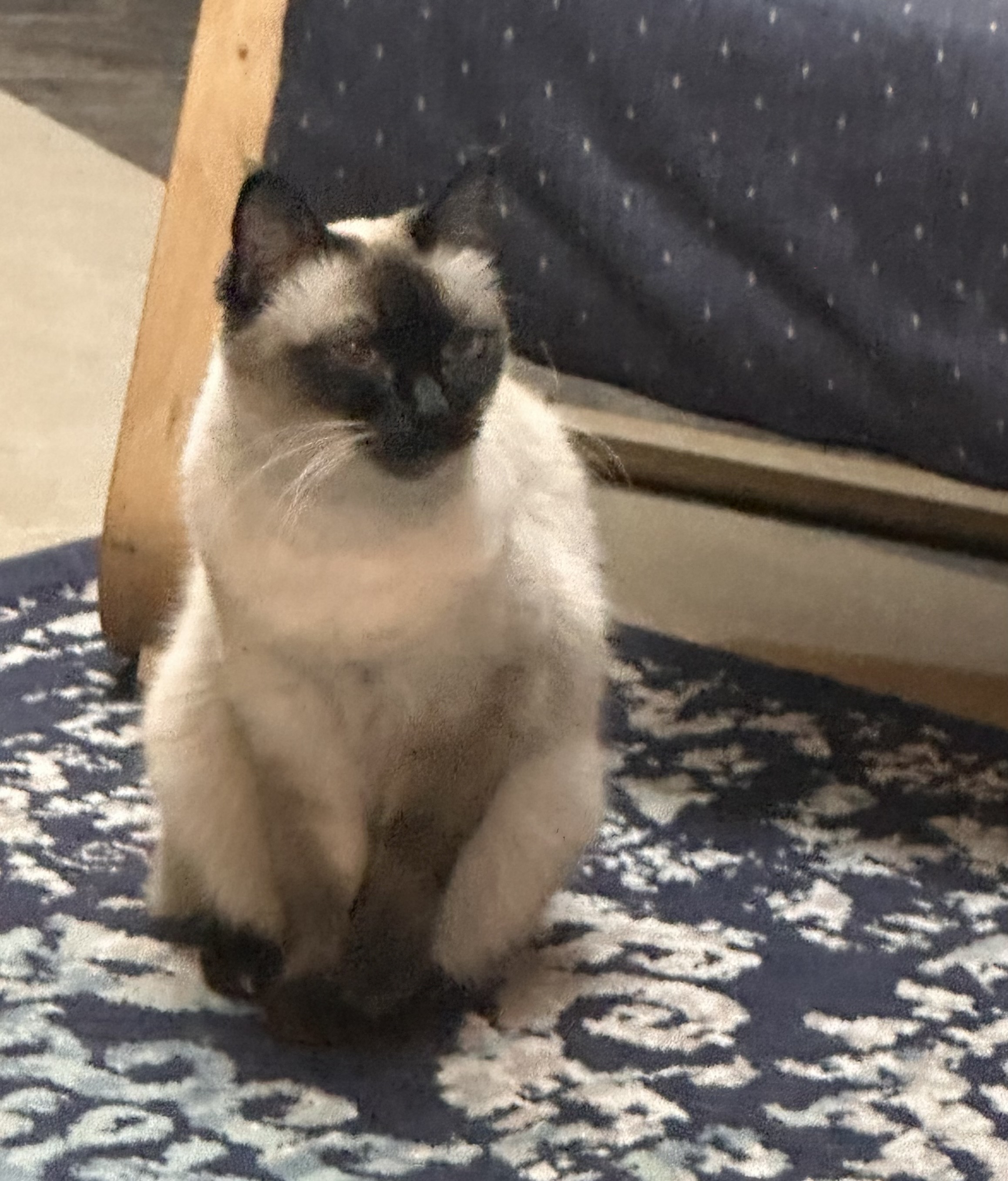 Siamese Female Cat