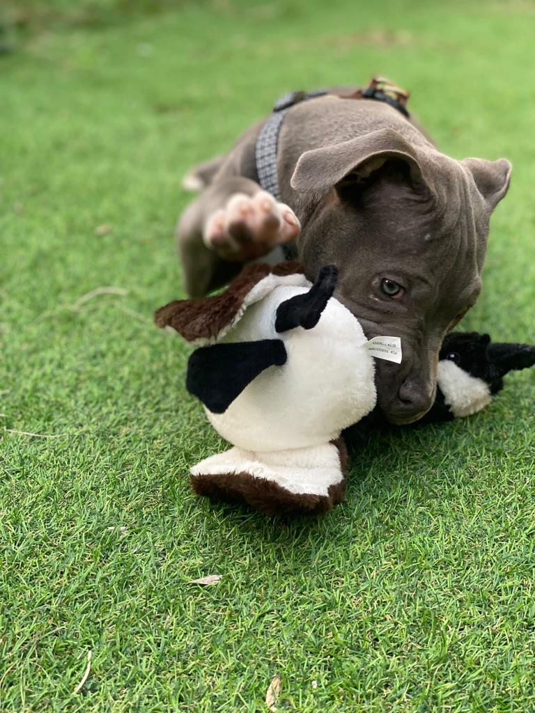 American XL Bully (Female)-Image 4