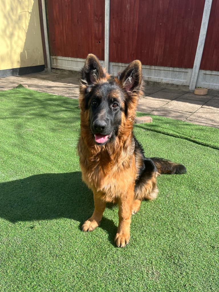 German Shepherded Female