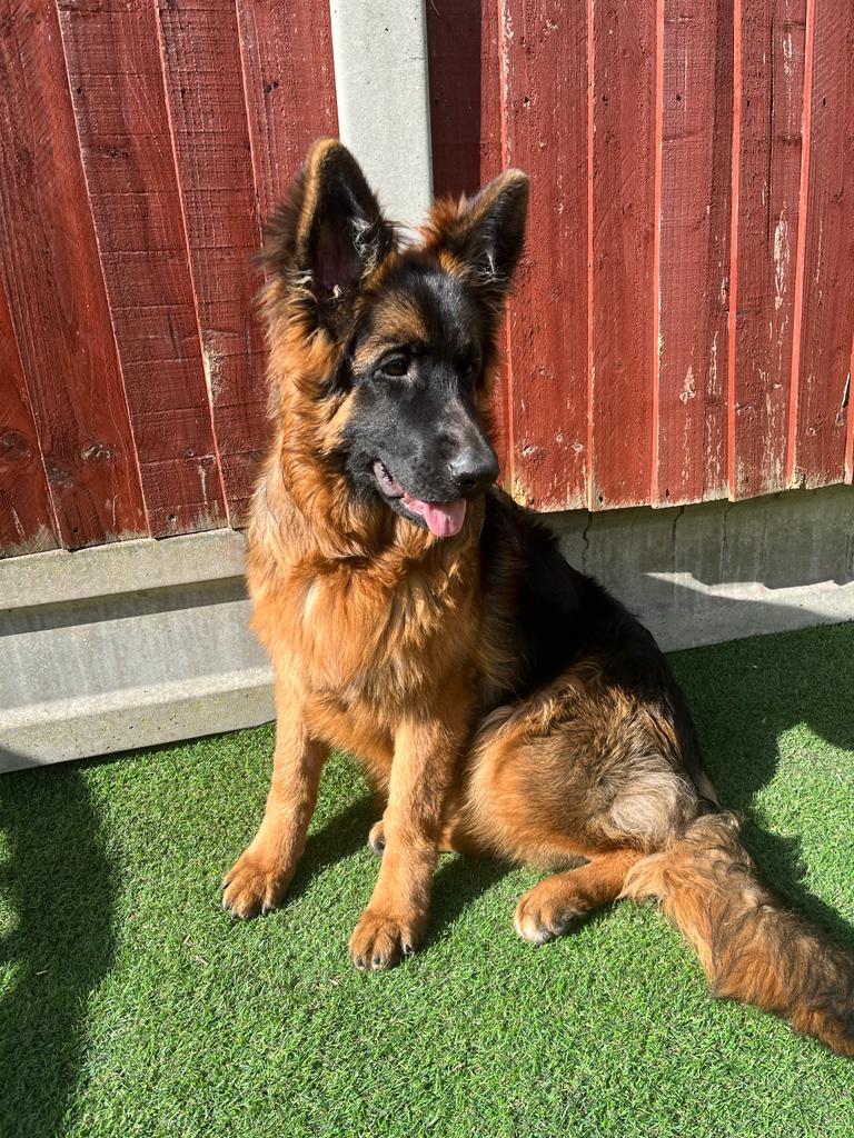German Shepherded Female