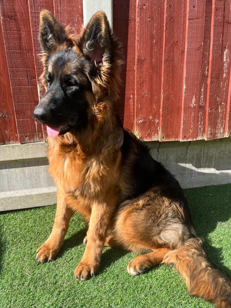 German Shepherded Female