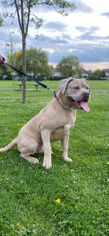 American Mastiff