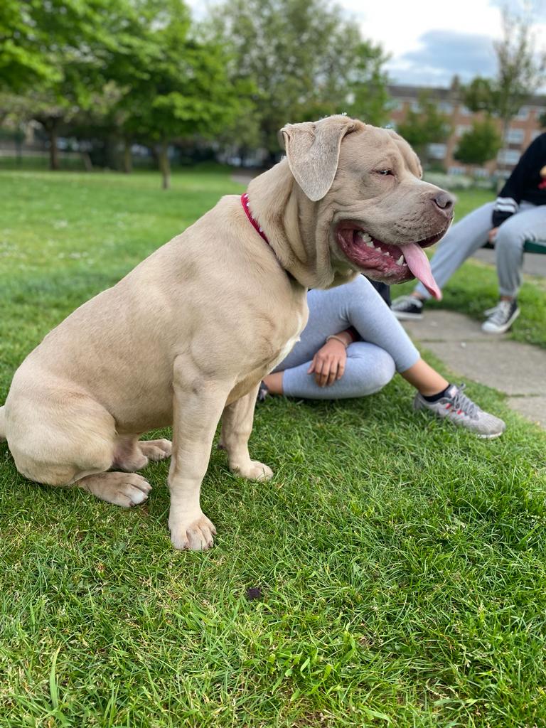 American Mastiff