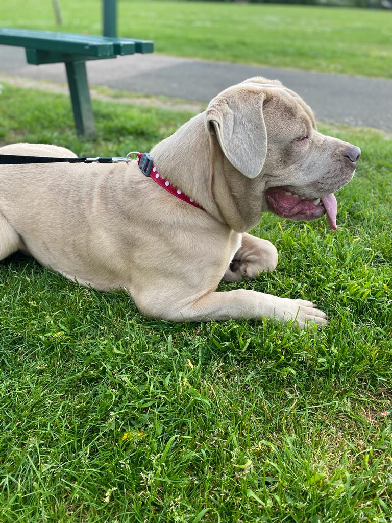 American Mastiff