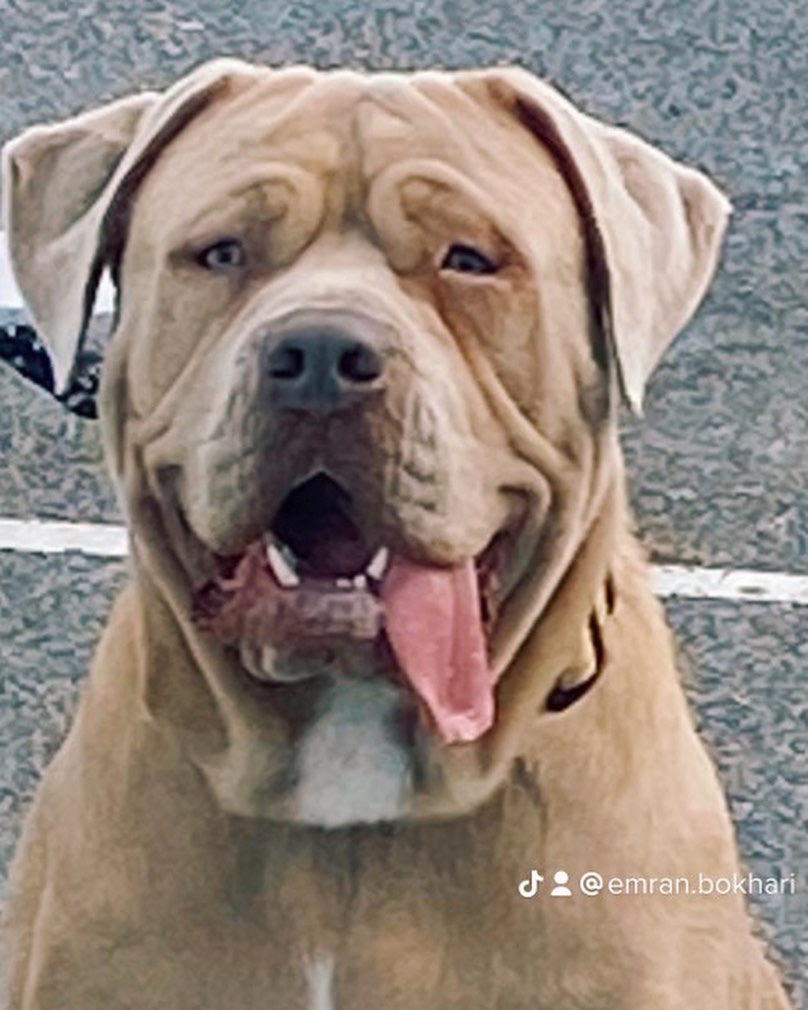 Bandog Mastiff