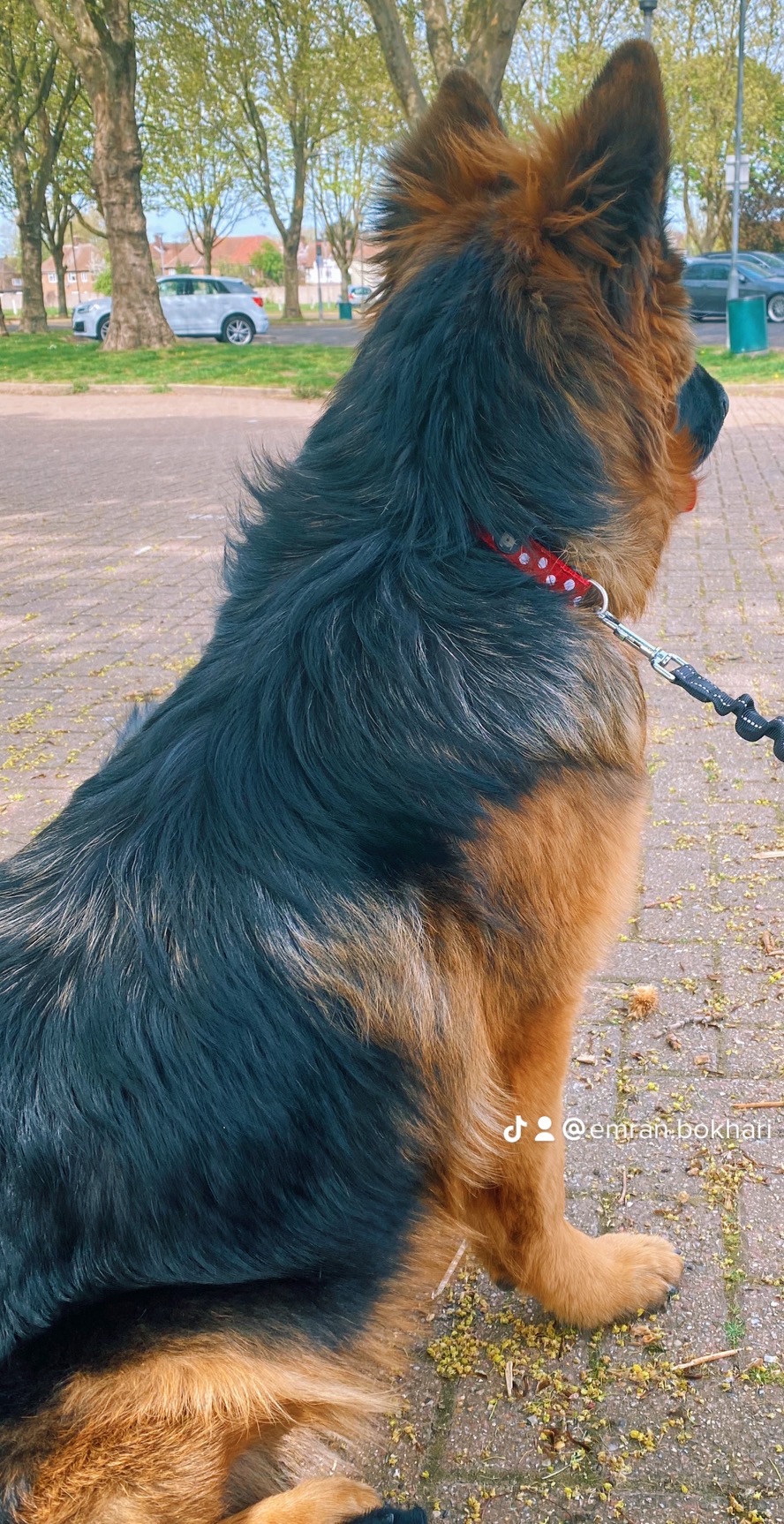 Dogs