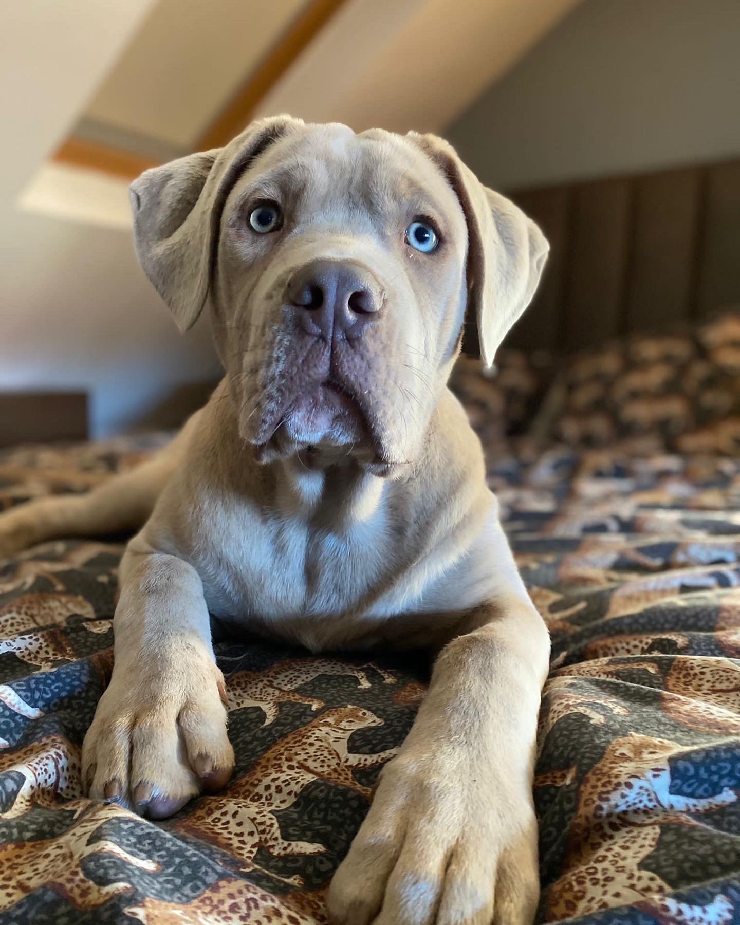 Cane Corso (Champion Line)-Image 2