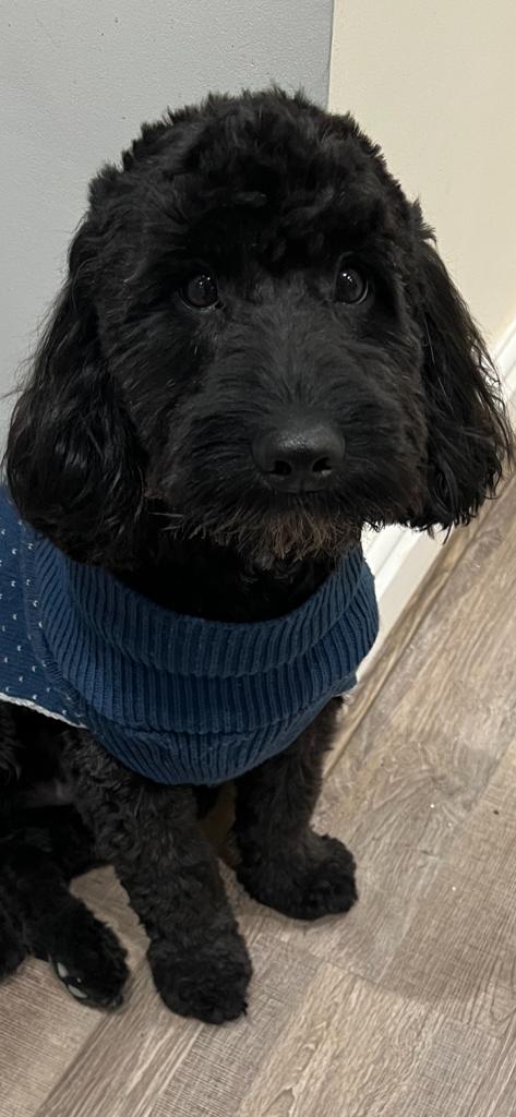 Cockapoo (Black Male)