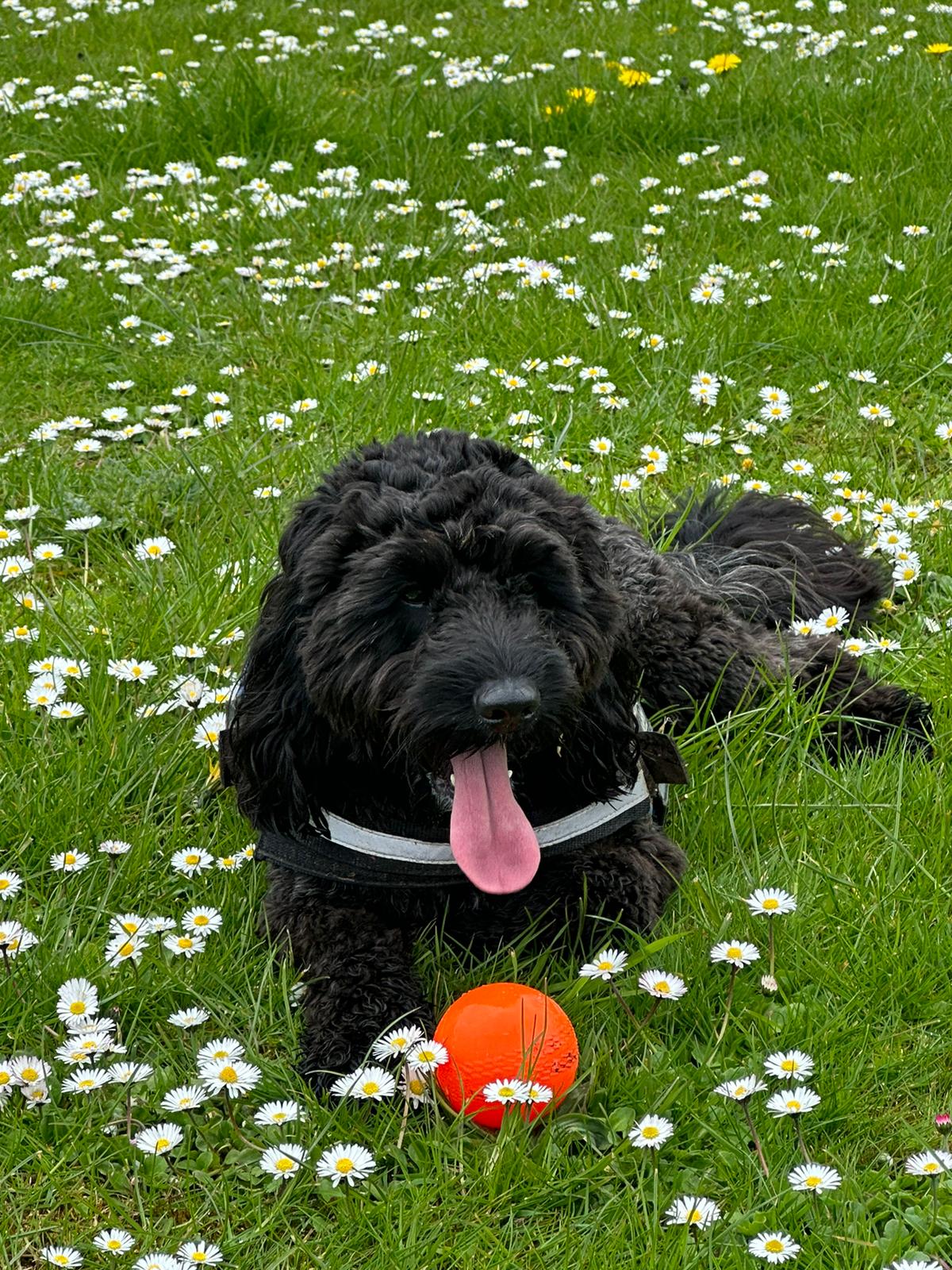 Cockapoo (Black Male)