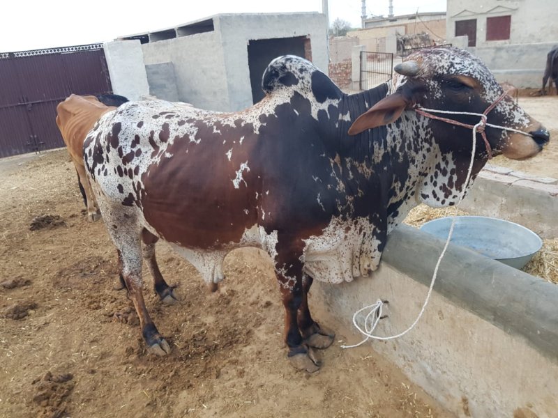 Cholistani Bull