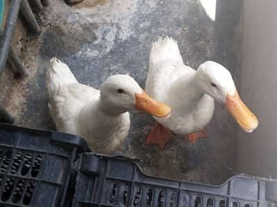 white ducks pair