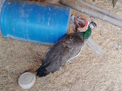Peacock pair for sale-Image 2
