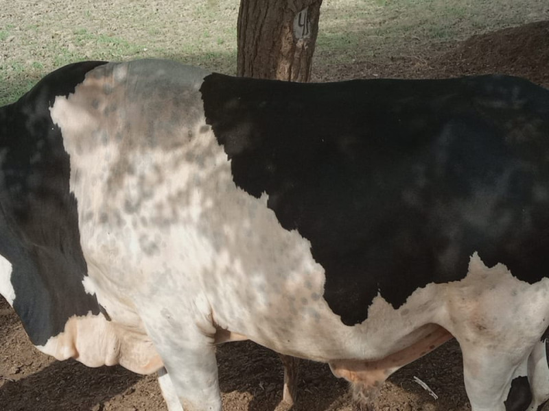 Cross Friesian Bull