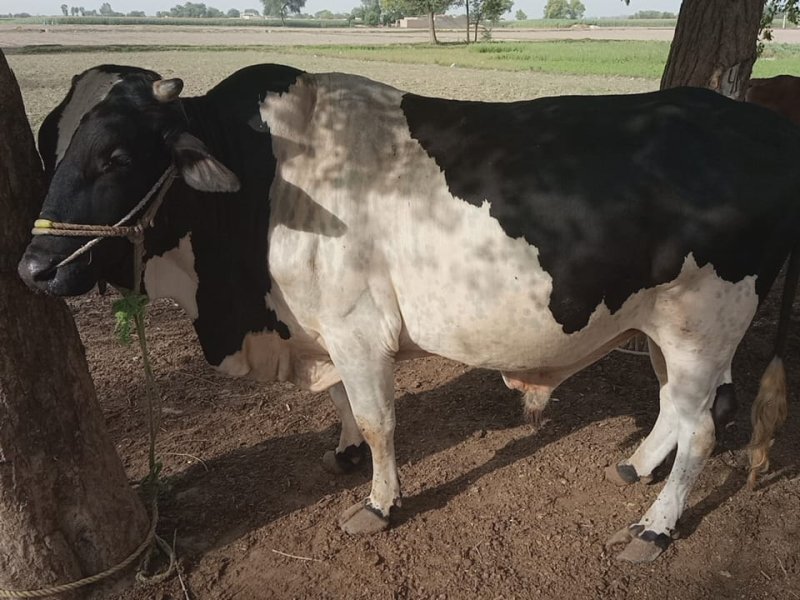 Cross Friesian Bull