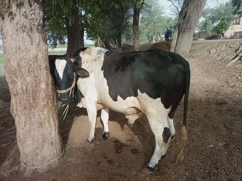 Cross Friesian Bull