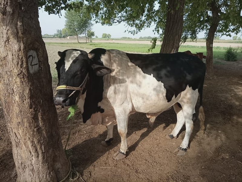 Cross Friesian Bull