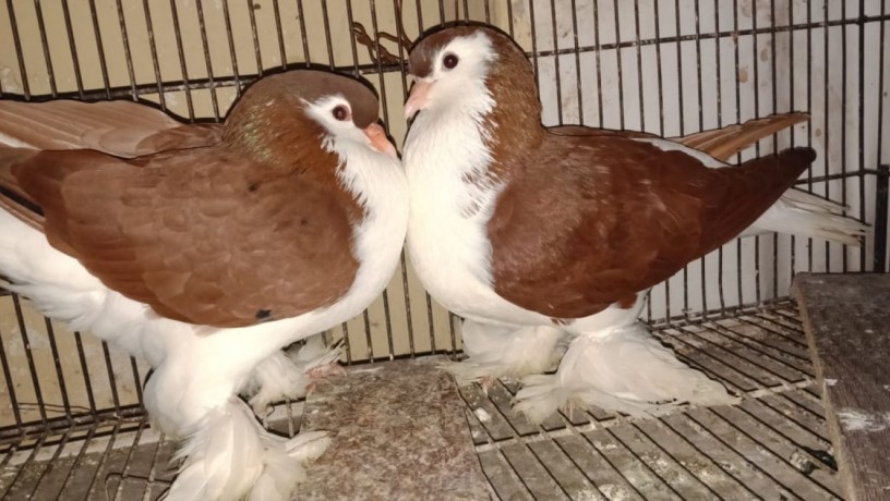 Lahori Sherazi Pigeons