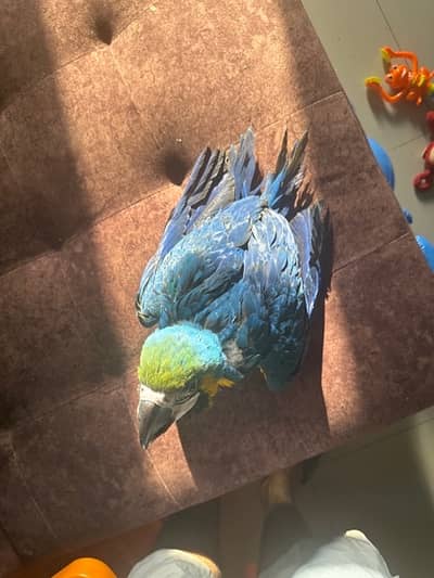 Bule and gold macaw baby chick-Image 2